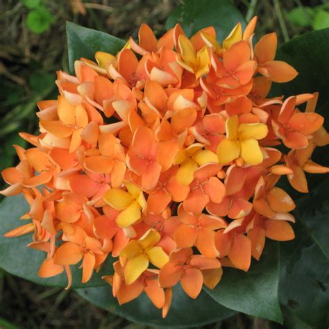 ixora plant for sale.